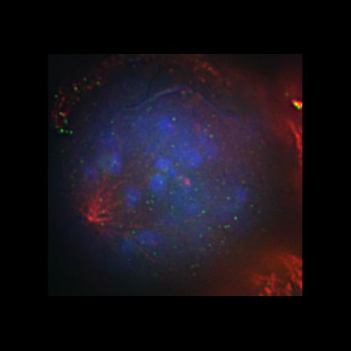  NCBI Organism:Homo sapiens; Cell Components:chromosome, centromeric region, , spindle; Biological process:mitosis, ;