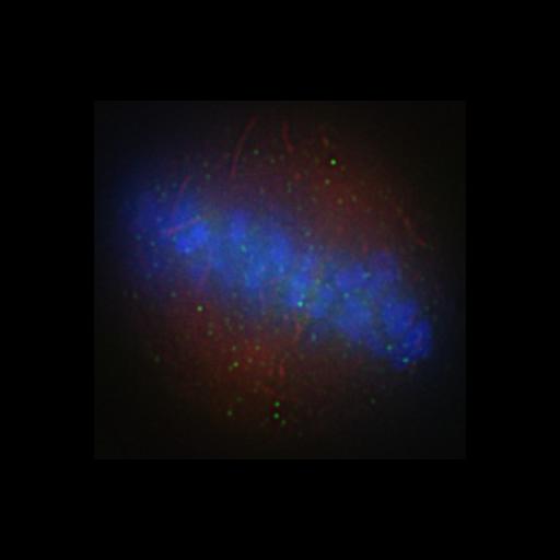  NCBI Organism:Homo sapiens; Cell Components:chromosome, centromeric region, spindle, ; Biological process:mitosis