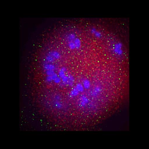  NCBI Organism:Homo sapiens; Cell Components:chromosome, centromeric region, , , ; Biological process:mitosis, ;