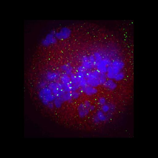  NCBI Organism:Homo sapiens; Cell Components:chromosome, centromeric region, , , ; Biological process:mitosis