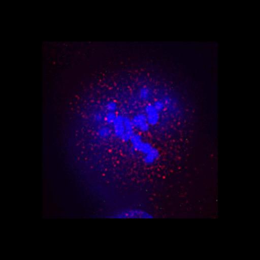  NCBI Organism:Homo sapiens; Cell Components:chromosome, centromeric region, , , , nuclear chromosome; Biological process:mitosis, , chromosome organization;