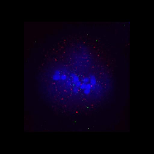  NCBI Organism:Homo sapiens; Cell Components:chromosome, centromeric region, , , , nuclear chromosome; Biological process:mitosis, chromosome organization;