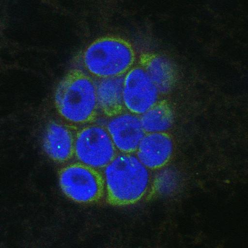  NCBI Organism:Homo sapiens; Cell Components:nuclear chromatin