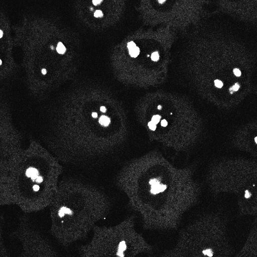  NCBI Organism:Homo sapiens; Cell Components:preribosome, small subunit precursor Biological process:maturation of SSU-rRNA