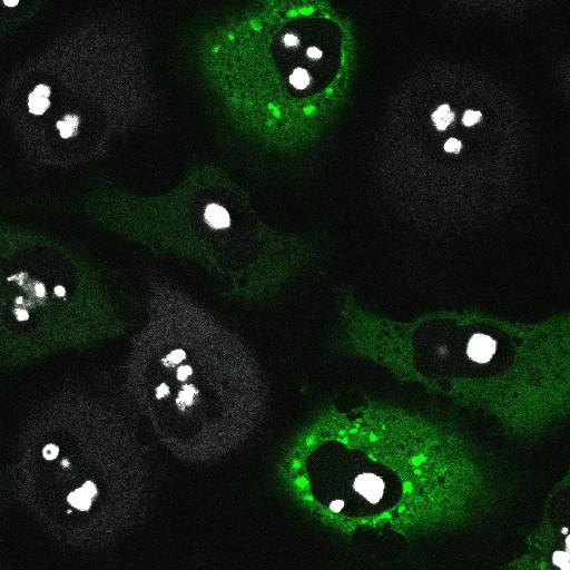  NCBI Organism:Homo sapiens; Cell Components:preribosome, small subunit precursor Biological process:maturation of SSU-rRNA