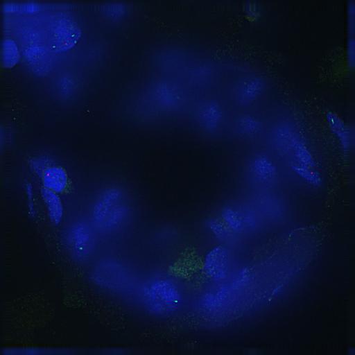  NCBI Organism:Homo sapiens; Cell Components:nuclear chromatin