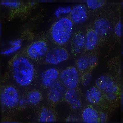  NCBI Organism:Homo sapiens; Cell Components:nuclear chromatin