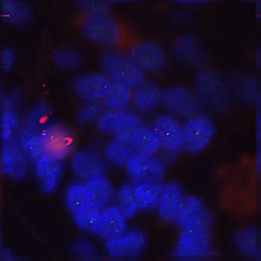  NCBI Organism:Homo sapiens; Cell Components:nuclear chromatin