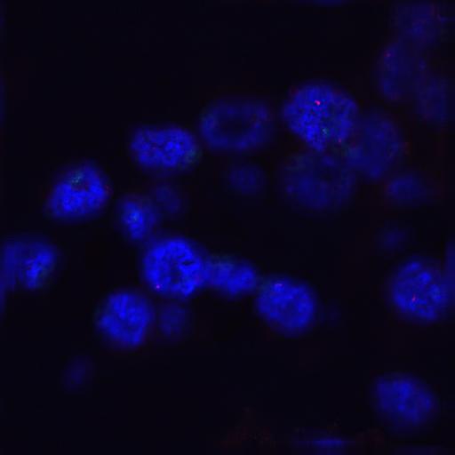  NCBI Organism:Homo sapiens; Cell Components:nuclear chromatin