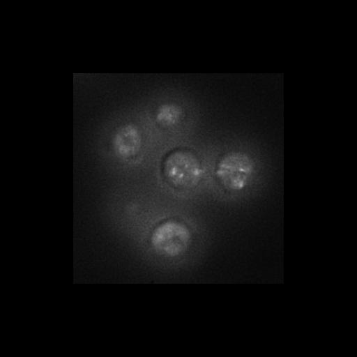  NCBI Organism:Saccharomyces cerevisiae S288c; Cell Components:Golgi apparatus, cytosol, extrinsic to membrane, nucleus; Biological process:retrograde vesicle-mediated transport, Golgi to ER, protein localization in Golgi apparatus, protein transport;