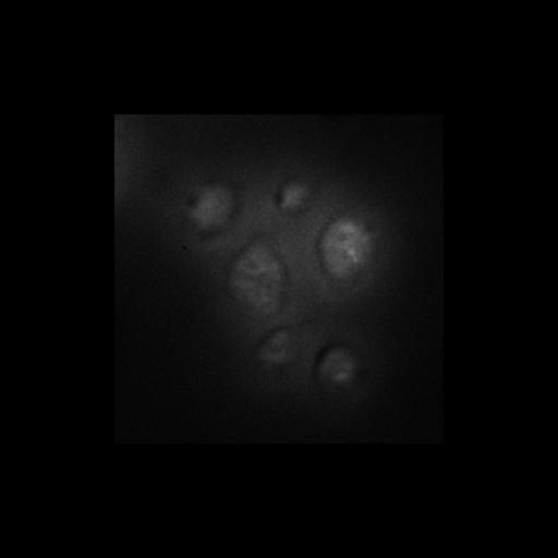  NCBI Organism:Saccharomyces cerevisiae S288c; Cell Components:Golgi apparatus, cytosol, extrinsic to membrane, nucleus; Biological process:retrograde vesicle-mediated transport, Golgi to ER, protein localization in Golgi apparatus, protein transport;