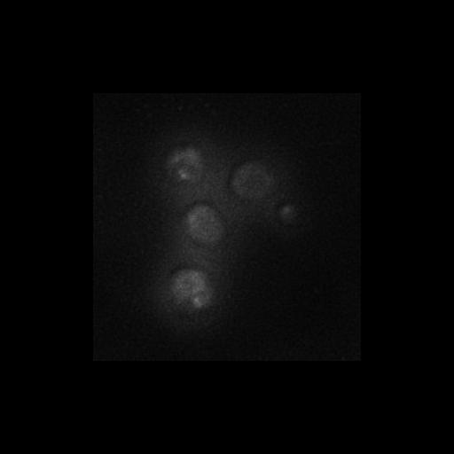  NCBI Organism:Saccharomyces cerevisiae S288c; Cell Components:Golgi apparatus, cytosol, extrinsic to membrane, nucleus, Golgi membrane; Biological process:retrograde vesicle-mediated transport, Golgi to ER, protein localization in Golgi apparatus, protein transport, regulation of signal transduction;