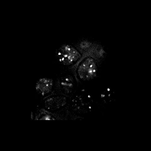  NCBI Organism:Saccharomyces cerevisiae S288c; Cell Components:Golgi apparatus, cytosol, extrinsic to membrane, nucleus; Biological process:retrograde vesicle-mediated transport, Golgi to ER, protein localization in Golgi apparatus, protein transport;