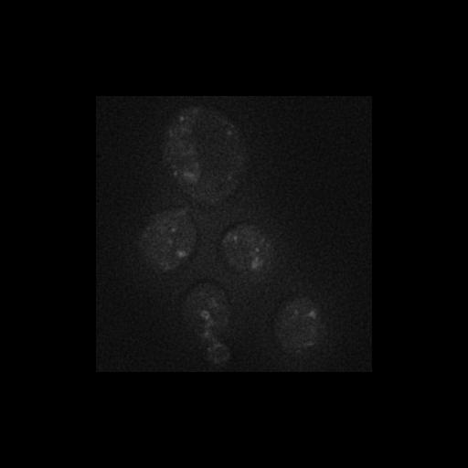  NCBI Organism:Saccharomyces cerevisiae S288c; Cell Components:Golgi apparatus, cytosol, extrinsic to membrane, nucleus, Golgi membrane; Biological process:retrograde vesicle-mediated transport, Golgi to ER, protein localization in Golgi apparatus, protein transport, regulation of signal transduction;