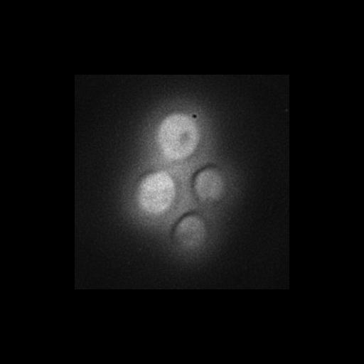  NCBI Organism:Saccharomyces cerevisiae S288c; Cell Components:Golgi apparatus, cytosol, extrinsic to membrane, nucleus; Biological process:retrograde vesicle-mediated transport, Golgi to ER, protein localization in Golgi apparatus, protein transport;