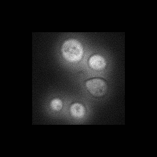  NCBI Organism:Saccharomyces cerevisiae S288c; Cell Components:Golgi apparatus, cytosol, extrinsic to membrane, nucleus; Biological process:retrograde vesicle-mediated transport, Golgi to ER, protein localization in Golgi apparatus, protein transport;