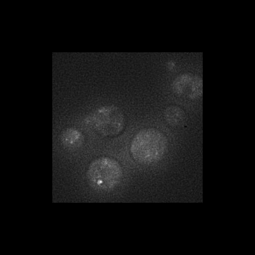  NCBI Organism:Saccharomyces cerevisiae S288c; Cell Components:Golgi apparatus, cytosol, extrinsic to membrane, nucleus, trans-Golgi network; Biological process:retrograde vesicle-mediated transport, Golgi to ER, protein localization in Golgi apparatus, protein transport, phosphatidylinositol-mediated signaling;