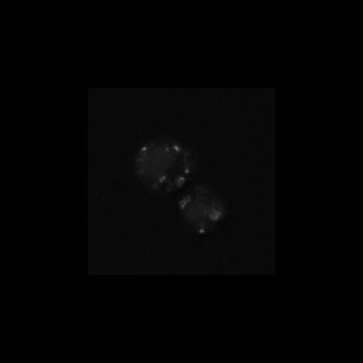  NCBI Organism:Saccharomyces cerevisiae S288c; Cell Components:Golgi apparatus, integral to membrane, vacuolar lumen, Golgi membrane; Biological process:cell wall mannoprotein biosynthetic process, protein glycosylation, regulation of signal transduction;