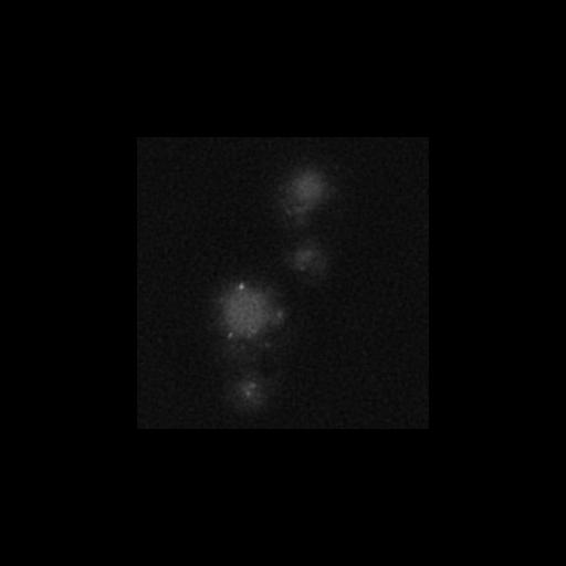  NCBI Organism:Saccharomyces cerevisiae S288c; Cell Components:Golgi apparatus, integral to membrane, vacuolar lumen, Golgi membrane; Biological process:cell wall mannoprotein biosynthetic process, protein glycosylation, regulation of signal transduction;