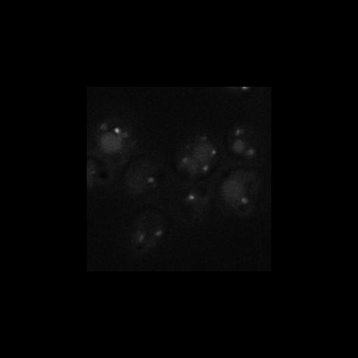  NCBI Organism:Saccharomyces cerevisiae S288c; Cell Components:Golgi apparatus, integral to membrane, vacuolar lumen; Biological process:cell wall mannoprotein biosynthetic process, protein glycosylation;