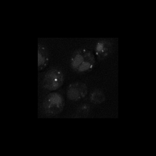  NCBI Organism:Saccharomyces cerevisiae S288c; Cell Components:Golgi apparatus, integral to membrane, vacuolar lumen; Biological process:cell wall mannoprotein biosynthetic process, protein glycosylation;