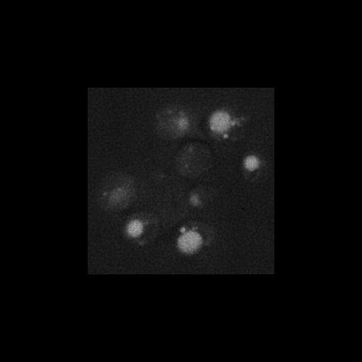  NCBI Organism:Saccharomyces cerevisiae S288c; Cell Components:Golgi apparatus, integral to membrane, vacuolar lumen, trans-Golgi network; Biological process:cell wall mannoprotein biosynthetic process, protein glycosylation, phosphatidylinositol-mediated signaling;