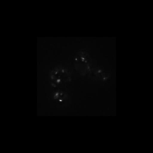  NCBI Organism:Saccharomyces cerevisiae S288c; Cell Components:Golgi apparatus, integral to membrane, vacuolar lumen, Golgi membrane; Biological process:cell wall mannoprotein biosynthetic process, protein glycosylation, regulation of signal transduction;