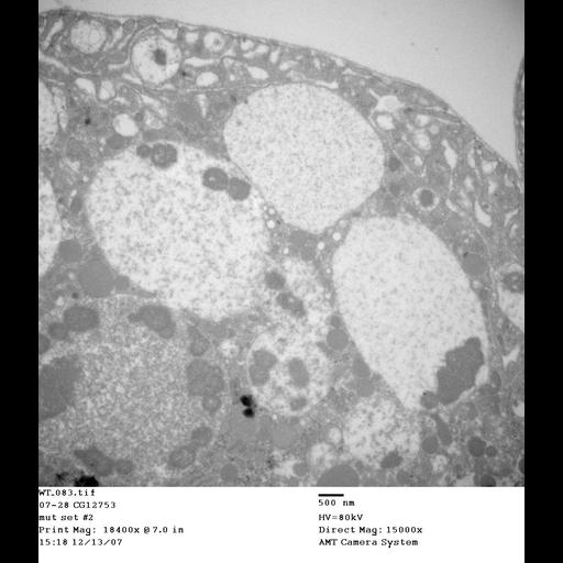  NCBI Organism:Drosophila melanogaster; Cell Types:garland cell Cell Components:early endosome, late endosome; Biological process:endocytosis