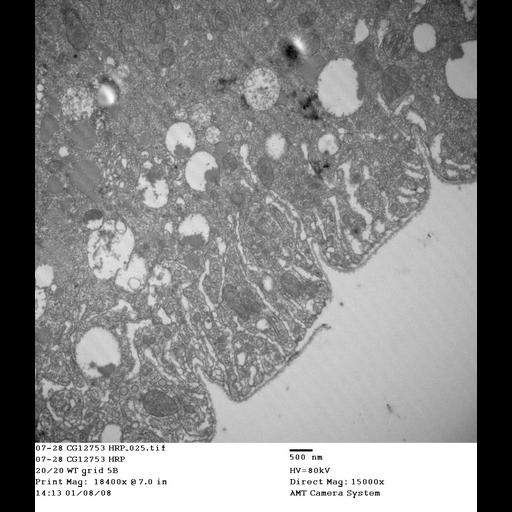  NCBI Organism:Drosophila melanogaster; Cell Types:garland cell Cell Components:early endosome, late endosome; Biological process:endocytosis