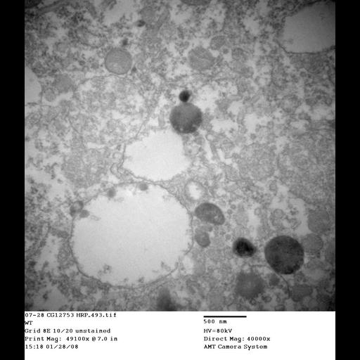  NCBI Organism:Drosophila melanogaster; Cell Types:garland cell Cell Components:endosome Biological process:endocytosis