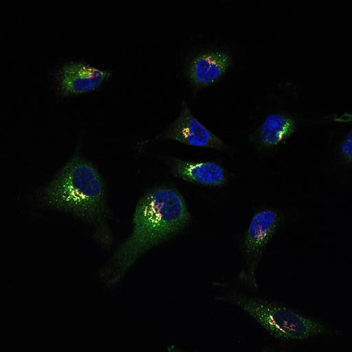  NCBI Organism:Homo sapiens; Cell Types:epithelial cell, ; Cell Components:Golgi stack, integral to membrane, Golgi cisterna membrane, nucleus; Biological process:Golgi organization, protein O-linked glycosylation via serine, protein O-linked glycosylation via threonine;