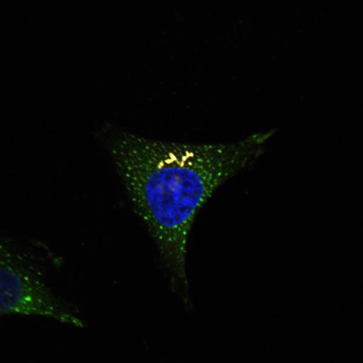  NCBI Organism:Homo sapiens; Cell Types:epithelial cell, ; Cell Components:Golgi stack, integral to membrane, Golgi cisterna membrane, nucleus; Biological process:Golgi organization, protein O-linked glycosylation via serine, protein O-linked glycosylation via threonine;