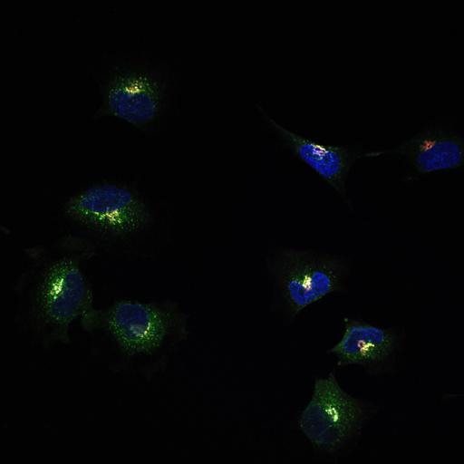  NCBI Organism:Homo sapiens; Cell Types:epithelial cell, ; Cell Components:Golgi stack, integral to membrane, Golgi cisterna membrane, nucleus; Biological process:Golgi organization, protein O-linked glycosylation via serine, protein O-linked glycosylation via threonine;