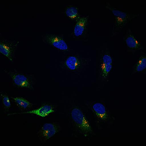  NCBI Organism:Homo sapiens; Cell Types:epithelial cell, ; Cell Components:Golgi stack, integral to membrane, Golgi cisterna membrane, nucleus; Biological process:Golgi organization, protein O-linked glycosylation via serine, protein O-linked glycosylation via threonine;