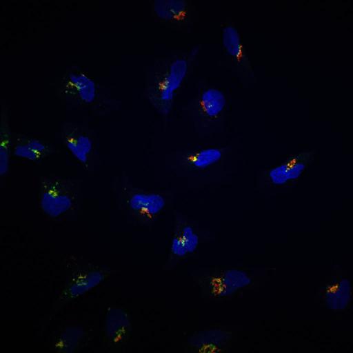  NCBI Organism:Homo sapiens; Cell Types:epithelial cell, ; Cell Components:Golgi stack, integral to membrane, Golgi cisterna membrane, nucleus; Biological process:Golgi organization, protein O-linked glycosylation via serine, protein O-linked glycosylation via threonine;