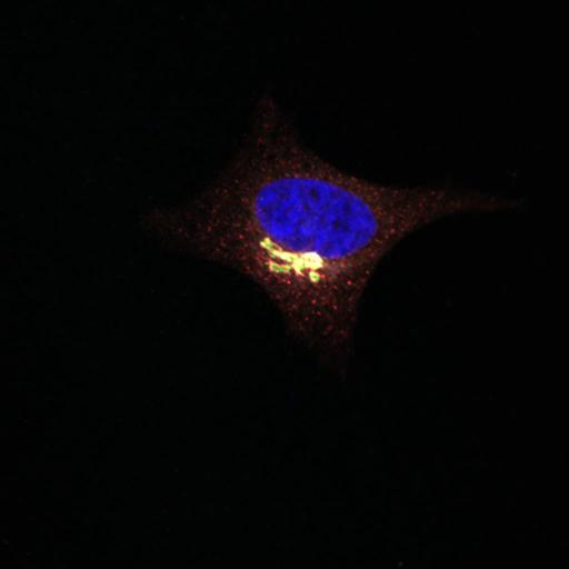  NCBI Organism:Homo sapiens; Cell Types:epithelial cell, ; Cell Components:Golgi stack, integral to membrane, Golgi cisterna membrane, nucleus, endoplasmic reticulum-Golgi intermediate compartment; Biological process:protein O-linked glycosylation via serine, protein O-linked glycosylation via threonine;