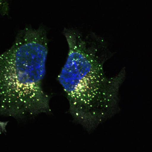  NCBI Organism:Homo sapiens; Cell Types:epithelial cell, ; Cell Components:Golgi cisterna membrane, nucleus, Golgi-associated vesicle, COPI vesicle coat; Biological process:retrograde vesicle-mediated transport, Golgi to ER, COPI coating of Golgi vesicle;