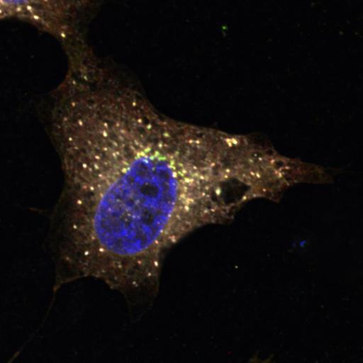  NCBI Organism:Homo sapiens; Cell Types:epithelial cell, ; Cell Components:Golgi-associated vesicle, COPI vesicle coat, nucleus, integral to membrane, Golgi cisterna membrane; Biological process:retrograde vesicle-mediated transport, Golgi to ER, protein O-linked glycosylation via serine, protein O-linked glycosylation via threonine, COPI coating of Golgi vesicle;