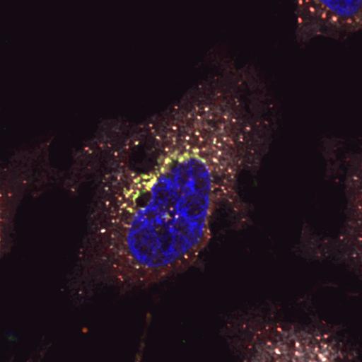  NCBI Organism:Homo sapiens; Cell Types:epithelial cell, ; Cell Components:Golgi-associated vesicle, COPI vesicle coat, nucleus, integral to membrane, Golgi cisterna membrane; Biological process:retrograde vesicle-mediated transport, Golgi to ER, protein O-linked glycosylation via serine, protein O-linked glycosylation via threonine, COPI coating of Golgi vesicle;