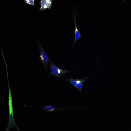  NCBI Organism:Homo sapiens; Cell Types:epithelial cell, ; Cell Components:Golgi stack, integral to membrane, nucleus; Biological process:Golgi organization, COPI coating of Golgi vesicle, retrograde vesicle-mediated transport, Golgi to ER, small GTPase mediated signal transduction;