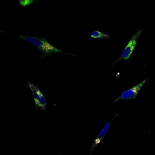  NCBI Organism:Homo sapiens; Cell Types:epithelial cell, ; Cell Components:Golgi stack, integral to membrane, nucleus; Biological process:Golgi organization, COPI coating of Golgi vesicle, retrograde vesicle-mediated transport, Golgi to ER, small GTPase mediated signal transduction;