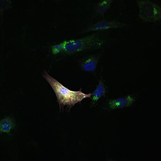  NCBI Organism:Mus musculus; Cell Types:fibroblast Cell Components:Golgi stack, nucleus; Biological process:signal transduction, retrograde vesicle-mediated transport, Golgi to ER, small GTPase mediated signal transduction;