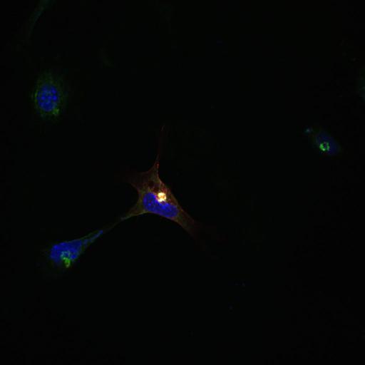  NCBI Organism:Homo sapiens; Cell Types:epithelial cell, ; Cell Components:Golgi stack, integral to membrane, nucleus; Biological process:Golgi organization, COPI coating of Golgi vesicle, retrograde vesicle-mediated transport, Golgi to ER, small GTPase mediated signal transduction;