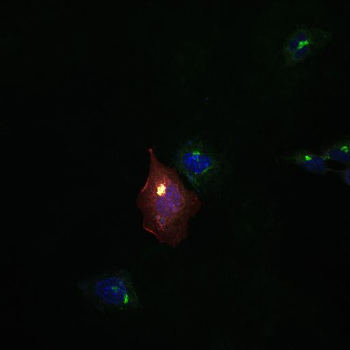  NCBI Organism:Homo sapiens; Cell Types:epithelial cell, ; Cell Components:Golgi stack, integral to membrane, nucleus; Biological process:Golgi organization, COPI coating of Golgi vesicle, retrograde vesicle-mediated transport, Golgi to ER, small GTPase mediated signal transduction;