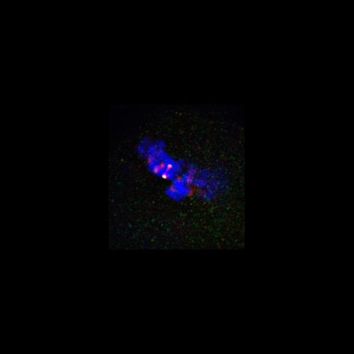  NCBI Organism:Homo sapiens; Cell Types:fibroblast Cell Components:nuclear chromosome, chromosome, centromeric region; Biological process:mitosis