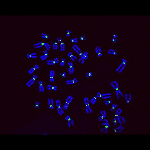  NCBI Organism:Homo sapiens; Cell Types:fibroblast Cell Components:nuclear chromosome, chromosome, centromeric region; Biological process:mitosis