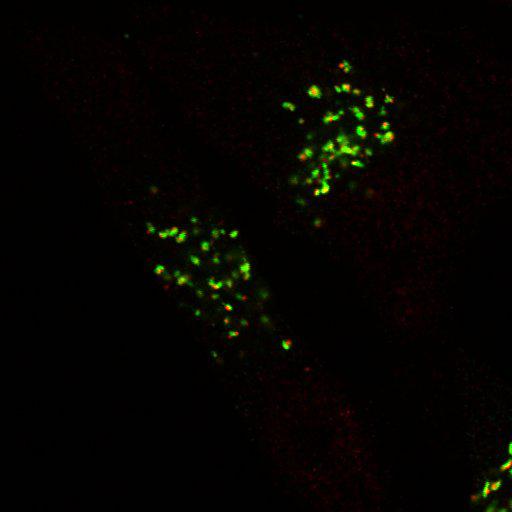  NCBI Organism:Homo sapiens; Cell Components:trans-Golgi network Biological process:Golgi organization