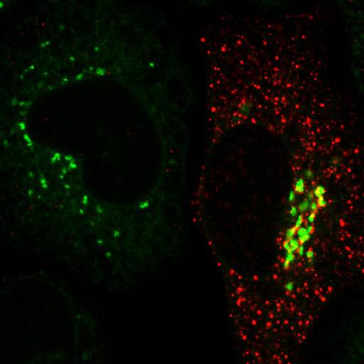  NCBI Organism:Homo sapiens; Cell Components:trans-Golgi network Biological process:Golgi organization