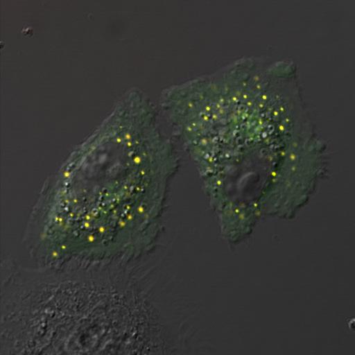  NCBI Organism:Homo sapiens; Cell Components:trans-Golgi network Biological process:Golgi organization