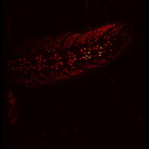  NCBI Organism:Drosophila melanogaster; Cell Types:motor neuron Cell Components:nucleus Biological process:response to wounding, JNK cascade, negative regulation of JNK cascade, central nervous system development, negative regulation of mRNA 3'-end processing;